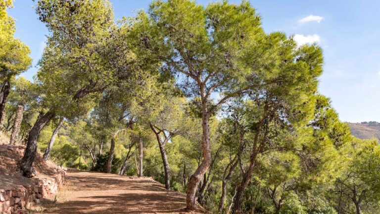 Rutas Accesibles para Caminar en Silla