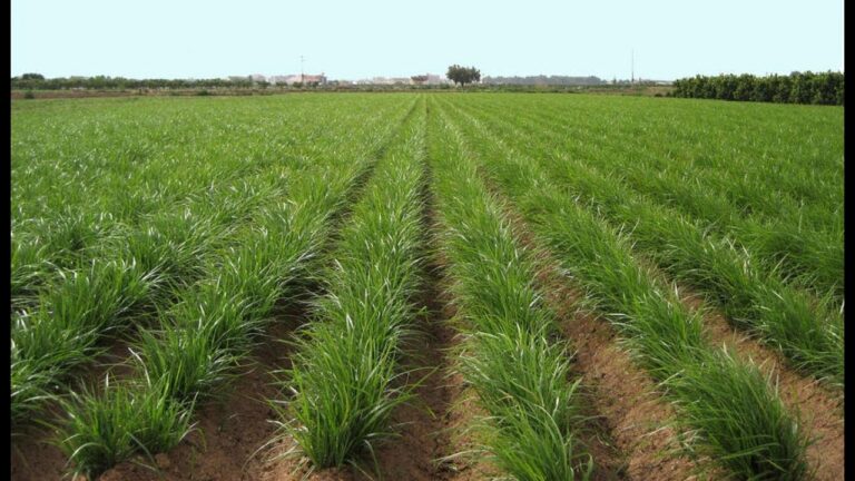 Mejores lugares para comprar flores en Beniparrell
